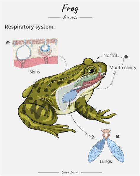 Anatomia do sistema respiratório do sapo pulmões peles cavidade bucal