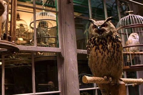 Eeylops Owl Emporium Harry Potter Owl Harry Potter Harry Potter Tumblr Posts