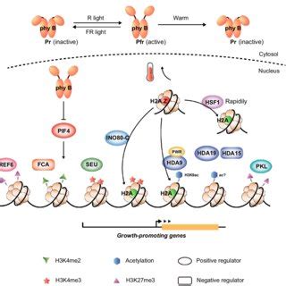 Pdf Epigenetic Regulation Of Thermomorphogenesis In Arabidopsis Thaliana