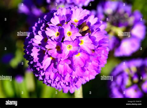 Primula Denticulate Or Drumstick Primrose A Beautiful Purple