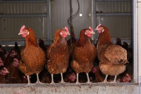 Inscri Es Abertas Para O Curso De Cria O De Frangos E Galinhas