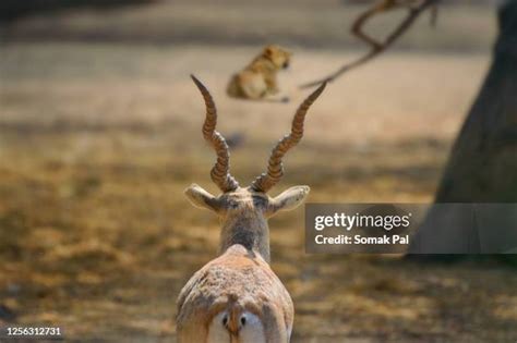 Lion Hunting Gazelle