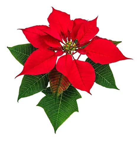 Flor Do Natal Bico De Papagaio Kit Mudas Parcelamento Sem Juros