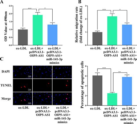 Lncrna Oip5 As1 Promotes The Proliferation And Migration Of Vascular