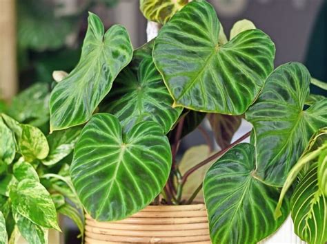 How To Grow And Care For Philodendron Verrucosum Florgeous