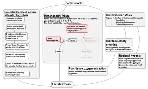 Causes Of Lactic Acidosis In Sepsis Deranged Physiology