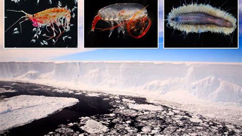 Scientists Race To Study Creatures Living Beneath An Antarctic Ice