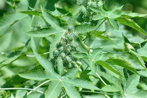 Castor Bean