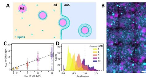 Robust Actin Encapsulation By Edice A Schematic Of The Edice