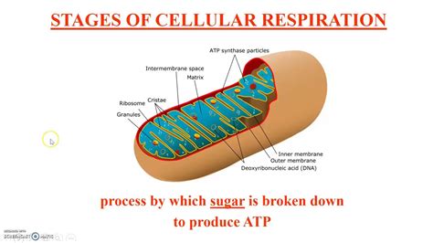 Stages Of Cellular Respiration Youtube