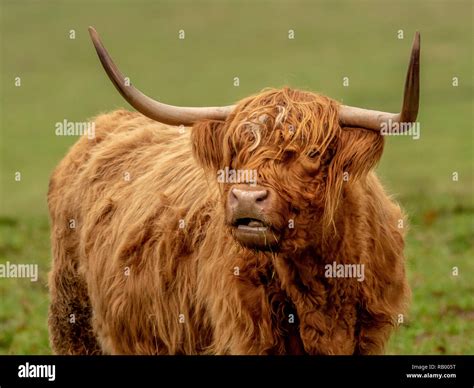 Cow Sitting Down Hi Res Stock Photography And Images Alamy