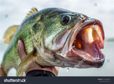 Big Bass Largemouth Fishing Stock Photo 1124052620 | Shutterstock