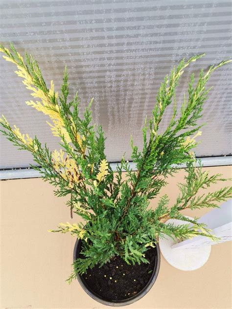 Juniperus Davurica Expansa Variegata Foja Landscaping