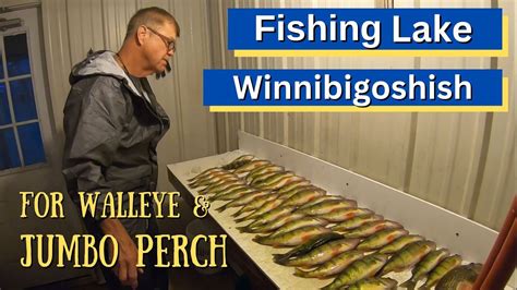 How We Fish Lake Winnibigoshish For Fall Walleye And Jumbo Perch Youtube