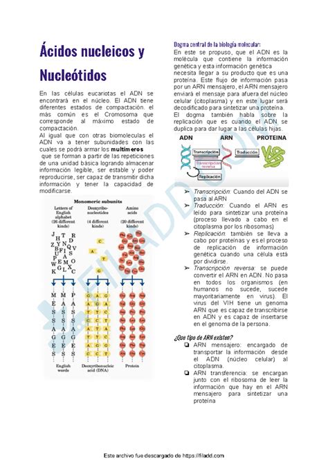 Acidos nucleicos y Nucleotidos Ácidos nucleicos y Nucleótidos En las