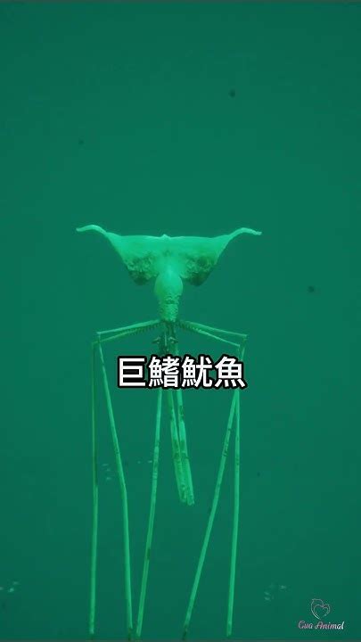 五種 最詭異的深海生物💀科普 知識 深海 海洋 Youtube