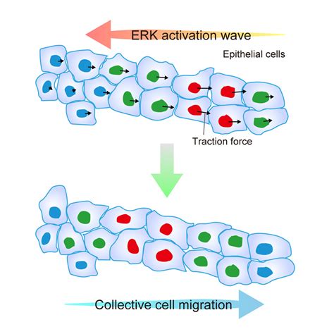 Propagating Wave Of ERK Activation Orients Collective Cell Migration