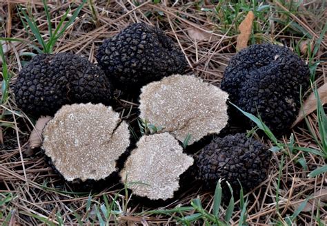 Трюфель літній (Трюфель чорний росіянин) (Tuber aestivum)