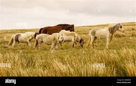 Of clynderwen hi-res stock photography and images - Alamy