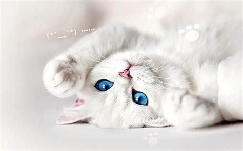 White Kitten Wallpapers - Top Free White Kitten Backgrounds ...