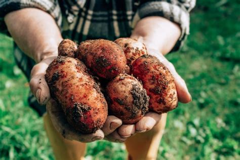 Kartoffeln Ernten Und Lagern Wann Der Richtige Zeitpunkt Je Nach Sorte