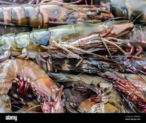 Display Seafood Top View Raw Prawn Or Shrimp Stock Photo Alamy