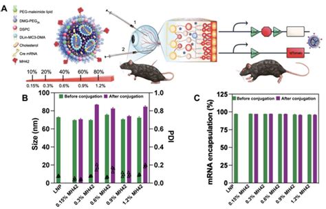 【耀文解读】mrna篇 Science子刊新进展肽偶联lnp将mrna靶向递送至光感细胞 知乎