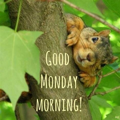 A Squirrel In A Tree With The Words Good Monday Morning