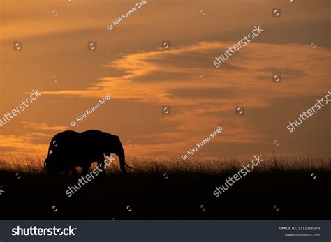 Silhouette African Elephant During Sunset Masai Stock Photo 2212266979 ...