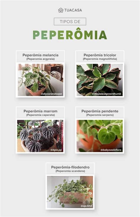 Peperomia cómo cuidar y embellecer tu hogar con hermosas plantas