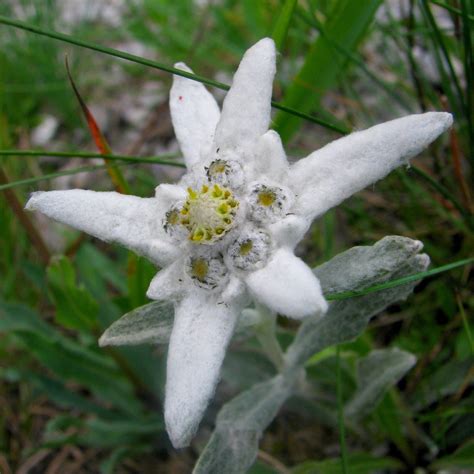 Plant World: Leontopodium alpinum