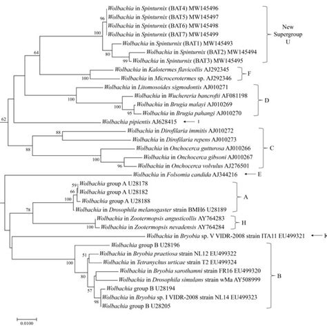 Neighbor Joining Phylogenetic Analysis Of Wolbachia From Spinturnix