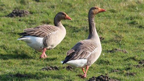 L’oie sauvage, une espèce migratrice - La Voix du Nord