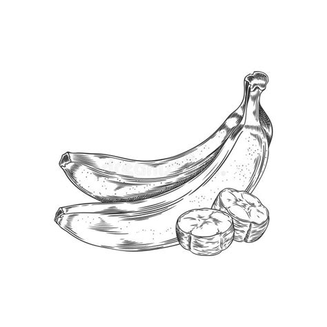 Vectorschets Van Bananen Zwarte En Witte Tekening Van Met De Hand