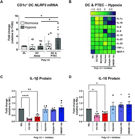 Hypoxic PTEC trigger CD1c DC derived IL 1β IL 18 via activation of