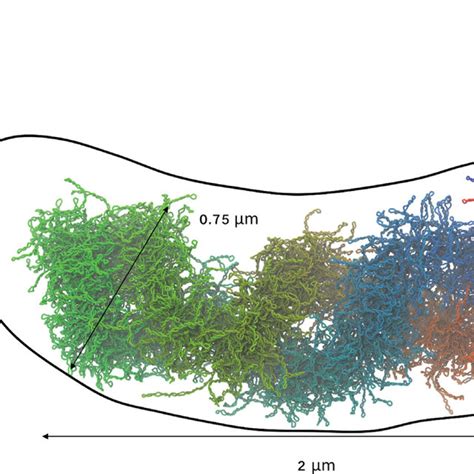 Features of major clusters of nucleoid structures | Download Scientific ...