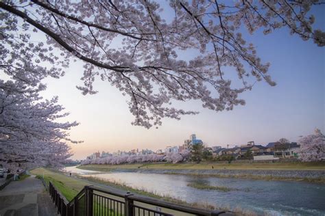 17 Breathtaking Places To See Cherry Blossoms In Japan In 2024