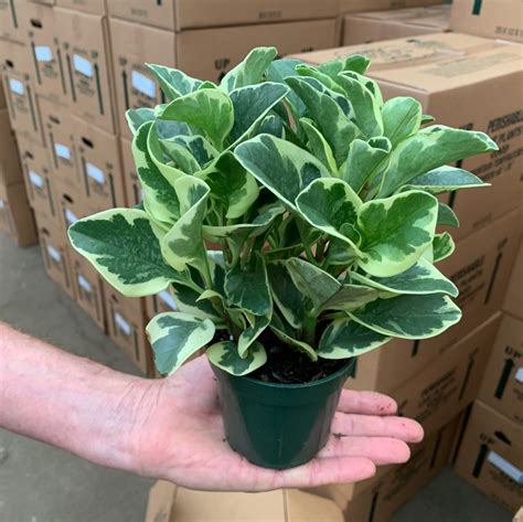 4 Pep Obtusifolia VAR Tri State Foliage Prebook Shop