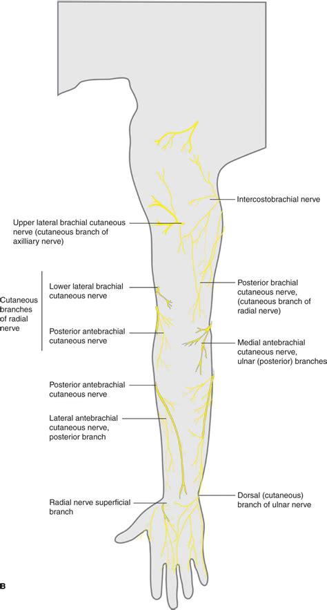 Medial Brachial Cutaneous Nerve