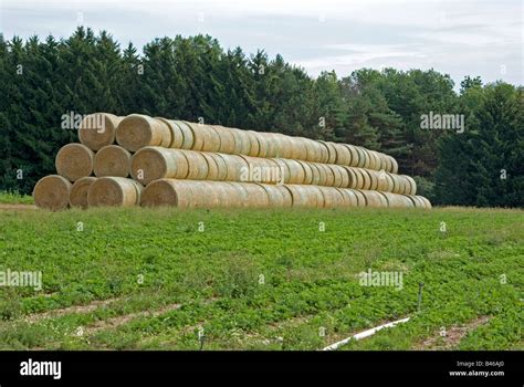 Round Hay Bales Stacked In Farm Field Stock Photo Alamy