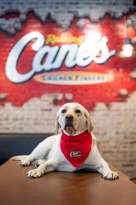 Raising Cane’s | LSU Online