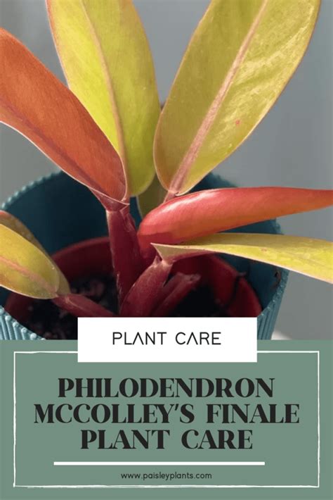 Philodendron McColleys Finale Plant Care Guide Paisley Plants