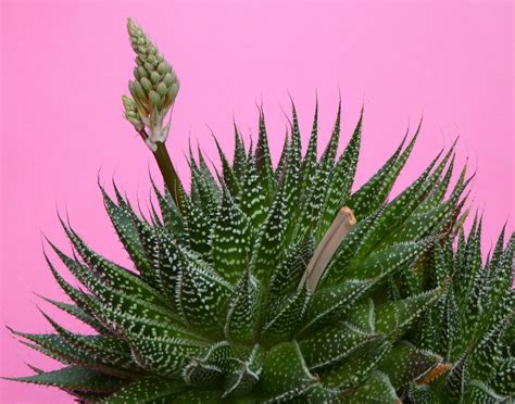 Aloe Aristata Aloe Aristata Succulents Plants