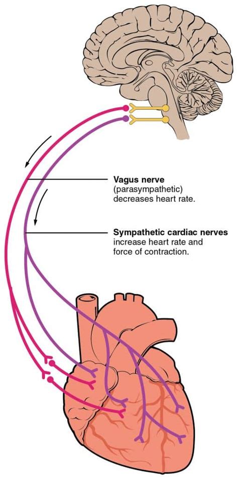 Control of Heart Rate - Autonomic Nervous System - TeachMePhysiology