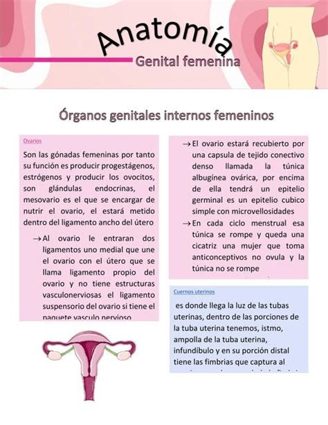 Anatomía genital femenina Diana Largo uDocz