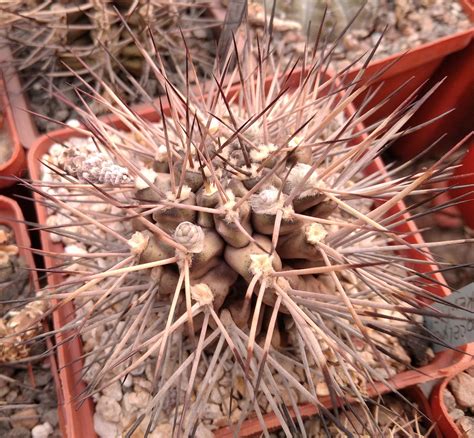 Gymnocalycium stuckertii L439 seeds семена Cactus shop