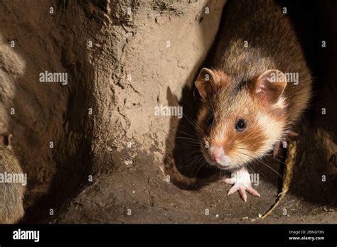 Female Burrows Hi Res Stock Photography And Images Alamy
