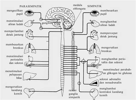 Belajar Biologi Sistem Saraf Pada Manusia