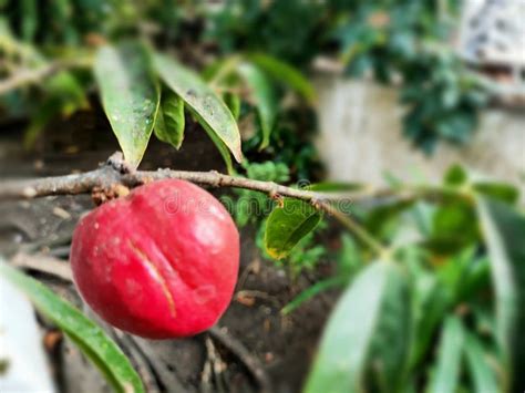 crown  god fruit  phaleria macrocarpa stock image image