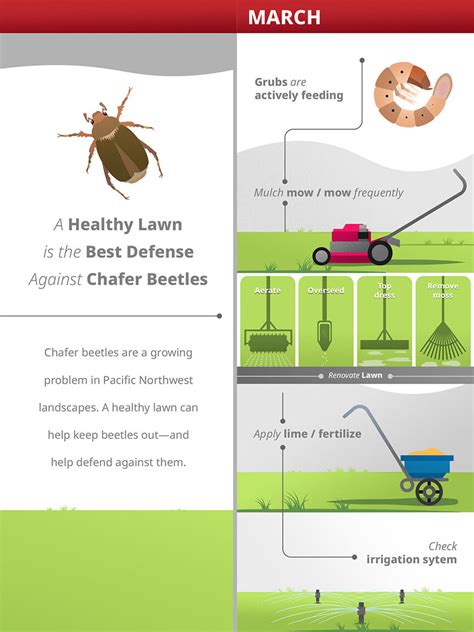 Chafer Grubs How To Kill Remove And Prevent Them From 43 Off